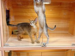 -猫十亿·布偶金渐层·曼基康矮脚猫舍(青年路店)