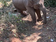 -野象谷景区