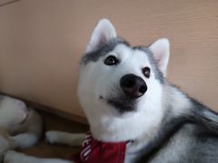 -Husky Go! 哈士奇体验馆·宠物咖啡厅狗咖