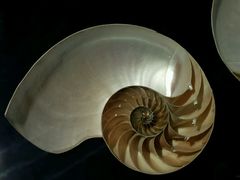 -青岛贝壳博物馆