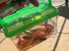 -广东花都香草世界旅游度假区