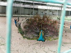 -广东茂名森林公园