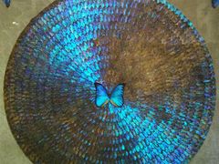 -上海昆虫博物馆