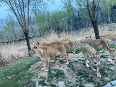 -北京野生动物园