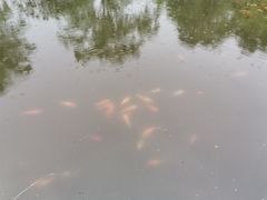 -西湖外事游船(花港观鱼码头)