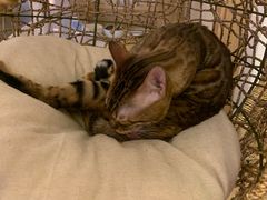 -猫腻·猫咖·撸猫馆(星光大道店)