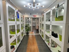 -青奢宠物·青奢猫舍