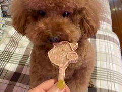 -PETKIT 小佩宠物·德文赛凯猫舍