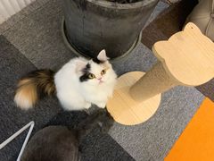 -米宠家·撸猫猫咖小萌宠·猫咪洗澡·猫咪寄养(高新大都荟店)