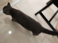 -鼓捣猫呢主题猫咖店