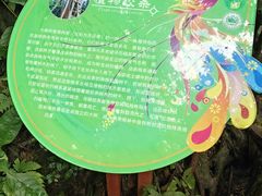 -西双版纳原始森林公园