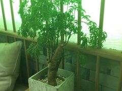 -茶理宜世(东方宝泰店)