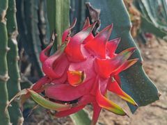 -海上花岛玫瑰园采摘