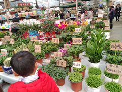 -三圣花乡旅游区