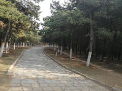 -云岗森林公园