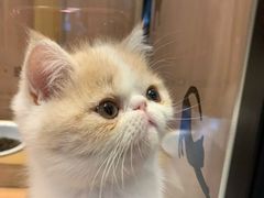 -袖虎·猫馆(体育西路店)