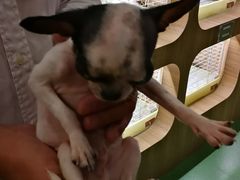 -藦茜花园宠物主题亲子互动体验馆(国顺东路店)
