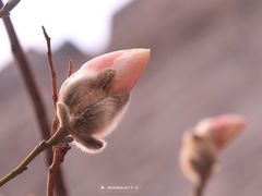 -东华门大街小区