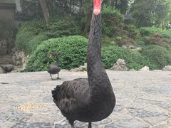 -石葵(锦业时代店)