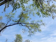 -上海共青森林公园