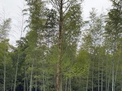 -同里国家湿地公园