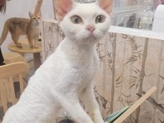 -楼上猫咖(罗湖店)