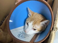 -乐派堂宠物医院·猫友好· 心脏科(东街店)