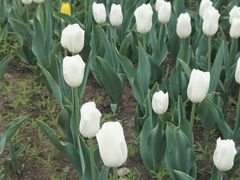 -长春公园(普阳街道)