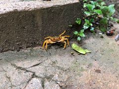 -西双版纳原始森林公园