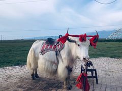 -青海湖国家重点风景名胜区