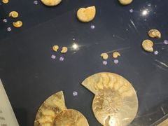 -青岛贝壳博物馆