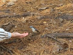 -五营红松林海景区