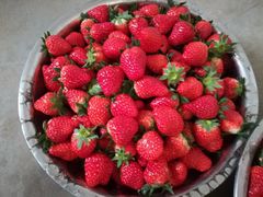 -胜丰草莓采摘园