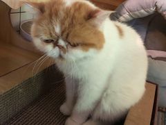 -喵屿·大理花园猫咖