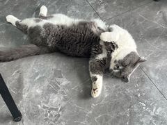 -东莞宠友24H宠物中心医院·转诊夜诊·异宠(新河北路院)