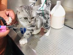 -喵汪萌宠屋旗舰店.洗澡美容.猫狗基地