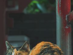 -长春观