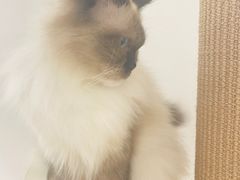 -1013 PET SHOP精品宠物商店(丁香店)