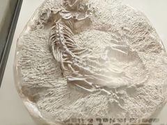 -辽宁古生物博物馆