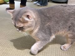 -逗柴咖啡屋·狗咖猫咖宠物桌游