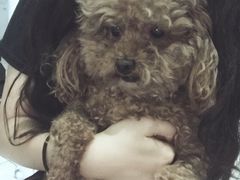 -帕帕拉兹宠物(亚洲旗舰店)