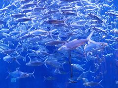 -成都浩海立方海洋公园