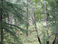 -塞罕坝国家级自然保护区