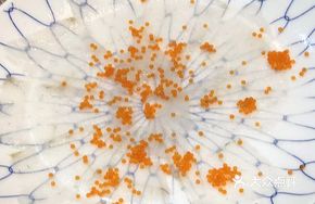 Opium Fish Slices
