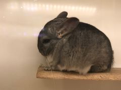 -龙猫仔乐园(惠福东路店)