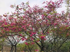 -天适樱花悠乐园