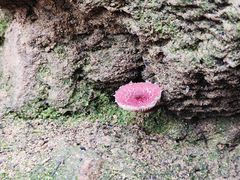 -铁山坪森林公园