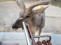 -清迈夜间动物园