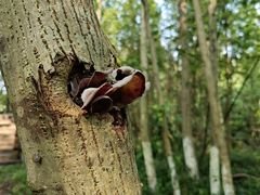 -桤木河湿地公园