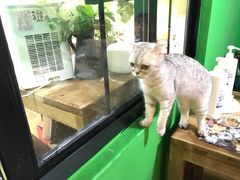 -李小姐の猫咖啡馆(五角场店)